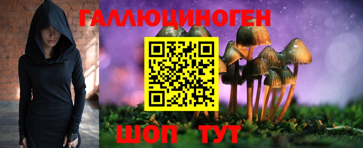 Галлюциногенные грибы Psilocybe Пенза